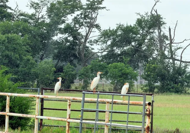 Photo 3 of Land for sale at 6832 Fm 2931, Aubrey, TX 76227 | MLS# 21282610 | Listing updated on 2026-07-28