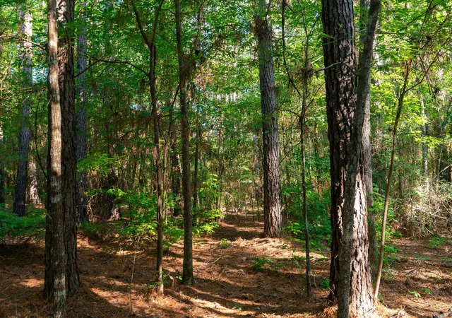 Photo 3 of Land for sale at Na Cr 2137 D, Tatum, TX 75961 | MLS# 21300104 | Listing updated on 2026-07-28