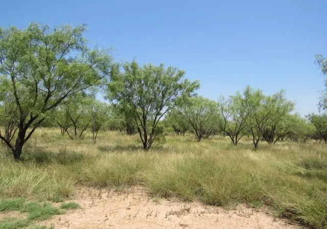 Photo 3 of Land for sale at Tbd County Road 211, Brookesmith, TX 76827 | MLS# 21343087 | Listing updated on 2026-10-02