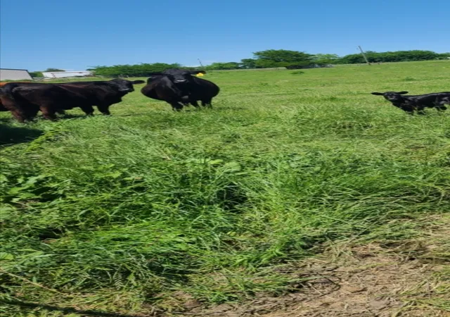 Photo 2 of Land for sale at Tbd Us 69 Hwy, Lone Oak, TX 75453 | MLS# 21345329 | Listing updated on 2026-09-04