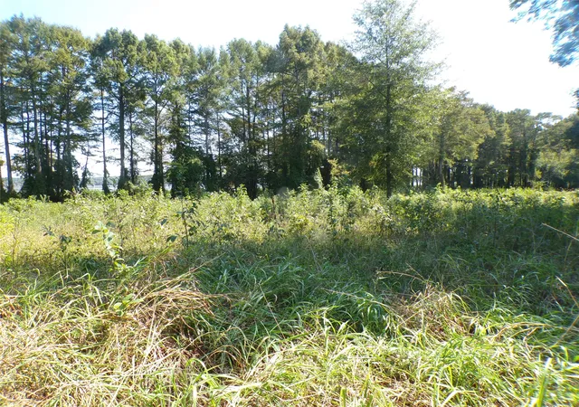 Photo 1 of Land for sale at 0 Collier Trl, Lewisville, AR 71845 | MLS# 21380755 | Listing updated on 2026-09-09