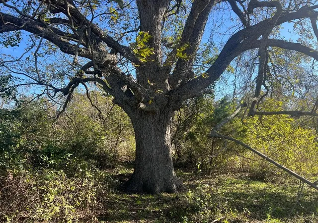 Photo 3 of Land for sale at 0000 Lcr 454, Groesbeck, TX 76642 | MLS# 21381584 | Listing updated on 2026-09-09