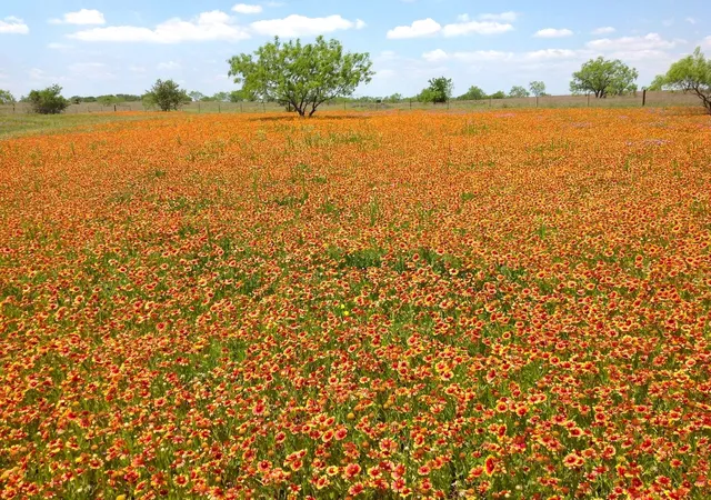 Photo 4 of Land for sale at 000 35 Ac Rattler Hl Rd, Mc Gregor, TX 76657 | MLS# 21367999 | Listing updated on 2026-09-10