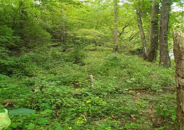 Photo 1 of Land for sale at 00 Marie, Talking Rock, GA 30540 | MLS# 7841986 | Listing updated on 2026-09-23