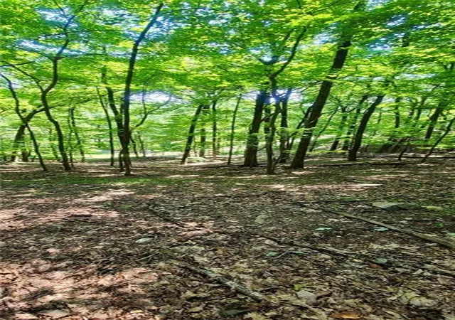 Photo 3 of Land for sale at 1649 Moss Patch Trl, Jasper, GA 30143 | MLS# 7830434 | Listing updated on 2026-09-18