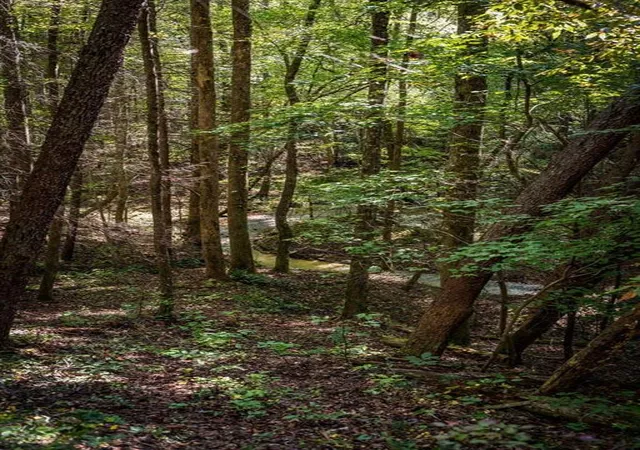 Photo 4 of Land for sale at Lt 2 Pheasant Tail Tr, Ellijay, GA 30536 | MLS# 7858689 | Listing updated on 2026-10-26