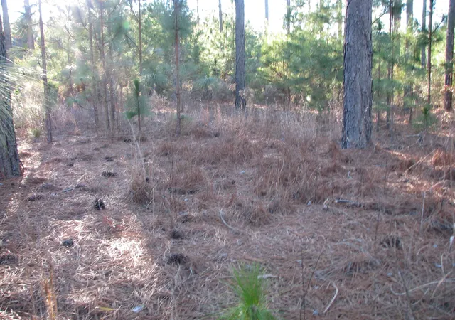 Photo 2 of Land for sale at 0 Gully Branch Rd, Hamer, SC 29547 | MLS# 2601450 | Listing updated on 2026-09-11
