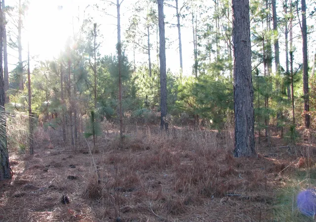 Photo 3 of Land for sale at 0 Gully Branch Rd, Hamer, SC 29547 | MLS# 2601450 | Listing updated on 2026-09-11