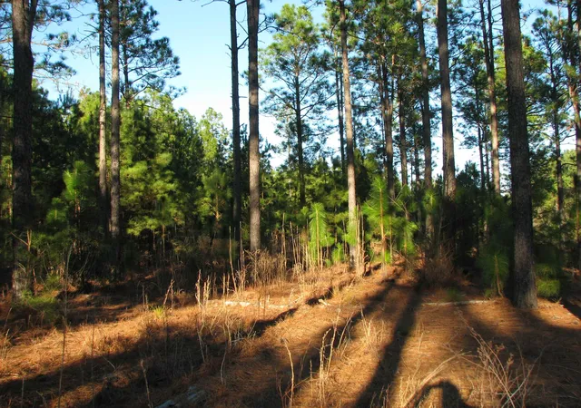 Photo 3 of Land for sale at 0 Gully Branch Rd, Hamer, SC 29547 | MLS# 2601450 | Listing updated on 2026-09-11