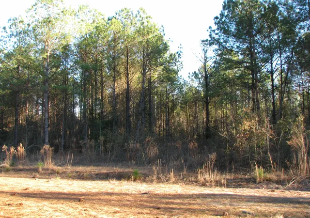 Photo 4 of Land for sale at 0 Gully Branch Rd, Hamer, SC 29547 | MLS# 2601450 | Listing updated on 2026-09-11