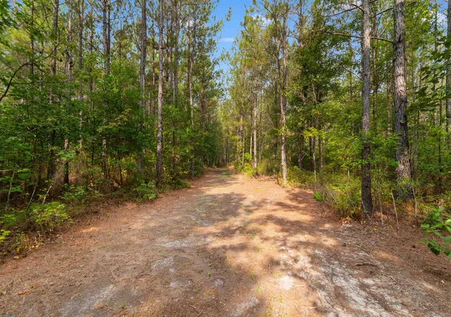 Photo 2 of Land for sale at 15581 Acres   Roper Woods Rd, Lake City, SC 29560 | MLS# 2619180 | Listing updated on 2026-09-09