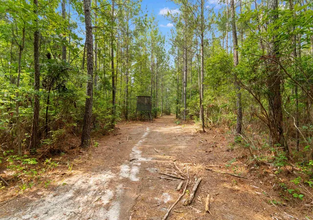 Photo 3 of Land for sale at 15581 Acres   Roper Woods Rd, Lake City, SC 29560 | MLS# 2619180 | Listing updated on 2026-09-09