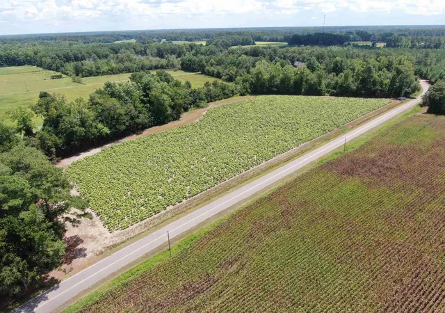 Photo 3 of Sale Pending at Tbd Black Crk Rd, Nichols, SC 29581 | MLS# 2619800 | Listing updated on 2026-10-05