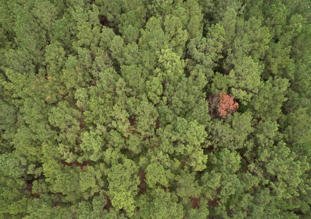 Photo 3 of Land for sale at 143 Acres   W Hemlock St, Andrews, SC 29510 | MLS# 2620747 | Listing updated on 2026-09-21