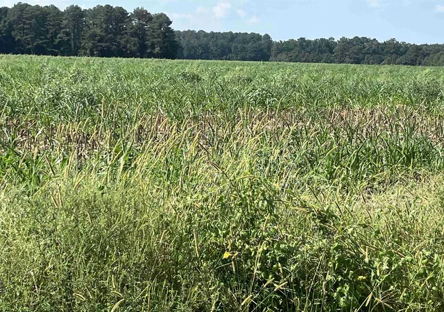 Photo 2 of Sale Pending at J Ben Rogers Rd, Bennettsville, SC 29512 | MLS# 2622159 | Listing updated on 2026-09-09