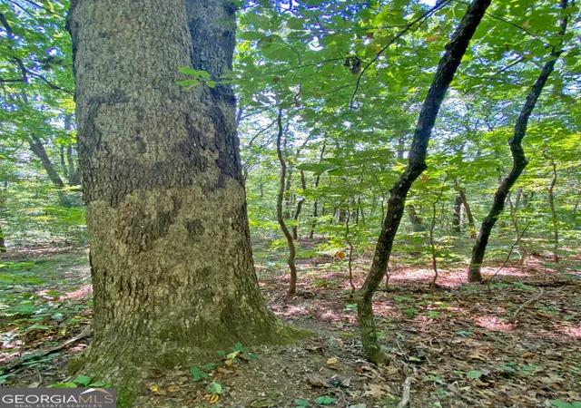 Photo 1 of Land for sale at 48ac Sign Board Gap Rd, Dahlonega, GA 30533 | MLS# 10850738 | Listing updated on 2026-10-06