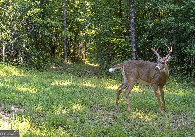 Photo 3 of Land for sale at 29 Acres Cochran Rd, Madison, GA 30650 | MLS# 10836044 | Listing updated on 2026-09-13
