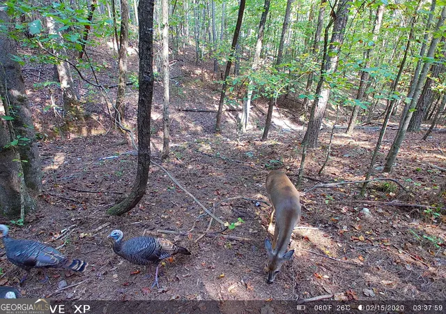 Photo 2 of Land for sale at 0 Hulsey Trl, Canton, GA 30114 | MLS# 10851478 | Listing updated on 2026-09-24