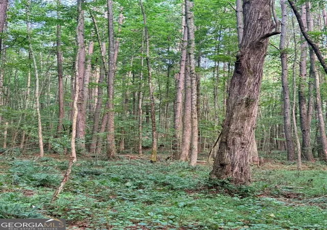 Photo 4 of Land for sale at Lot 8 Pettit Rd, Jasper, GA 30143 | MLS# 10878321 | Listing updated on 2026-10-30