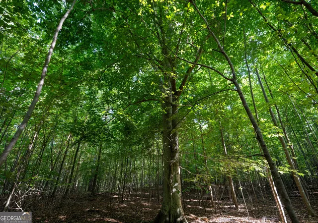 Photo 3 of Land for sale at 12 Bunch Rd, Tignall, GA 30668 | MLS# 10844820 | Listing updated on 2026-09-23