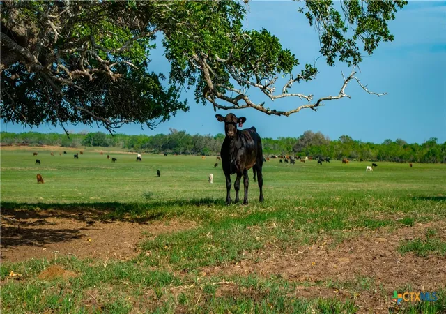 Photo 3 of House for sale at Tbd County Rd 404, Floresville, TX 78114 | MLS# 576978 | Listing updated on 2026-09-16