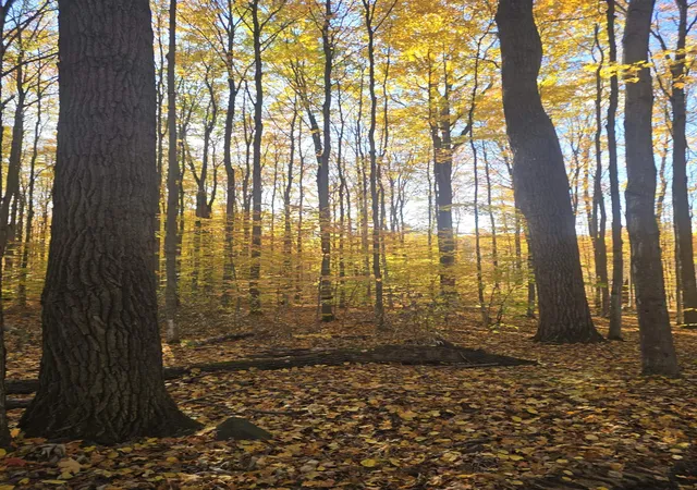 Photo 2 of Land for sale at 00 Stark Rd, Mancelona, MI 49659 | MLS# 78080064214 | Listing updated on 2026-09-14