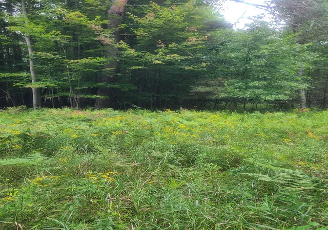 Photo 3 of Land for sale at 00 M 55, Reno Township Iosco, MI 48770 | MLS# 77080073040 | Listing updated on 2026-09-12