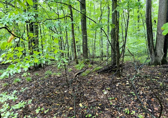 Photo 4 of Land for sale at Lots 331-332 Edelweiss Dr, Bellaire, MI 49615 | MLS# 78080073058 | Listing updated on 2026-09-03