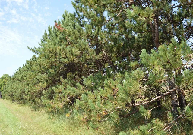 Photo 4 of Land for sale at Coster Rd, Fife Lake, MI 49633 | MLS# 78080073069 | Listing updated on 2026-09-03