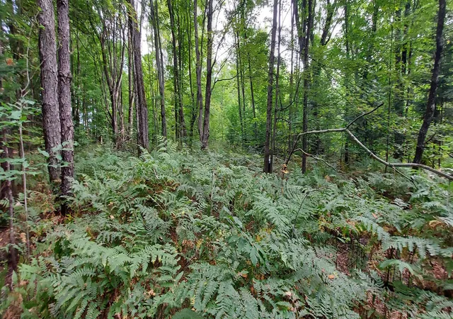 Photo 3 of Land for sale at 2247 Kladder Rd, Bellaire, MI 49615 | MLS# 78080073325 | Listing updated on 2026-09-11