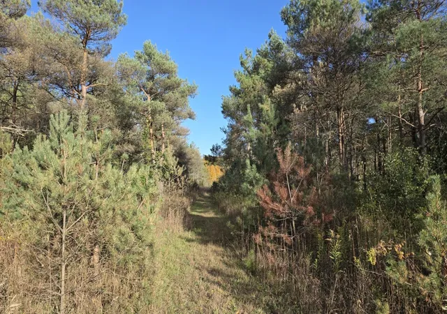 Photo 3 of Land for sale at 0 Leya Ln, Beulah, MI 49617 | MLS# 78080074353 | Listing updated on 2026-10-11