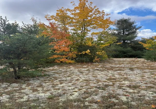 Photo 1 of Land for sale at 2805 Tagalder Trl, Gaylord, MI 49735 | MLS# 79080074390 | Listing updated on 2026-10-12