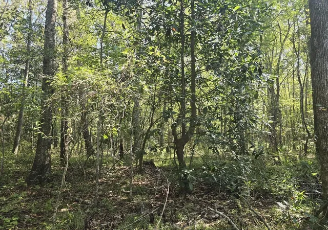 Photo 4 of Land for sale at 2442 Peirce Rd, Cottageville, SC 29435 | MLS# 26028522 | Listing updated on 2026-10-22
