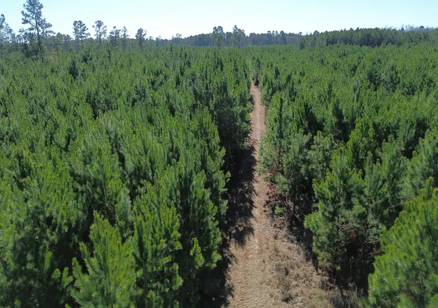 Photo 1 of Land for sale at 0 Seaboard Rd, Andrews, SC 29510 | MLS# 26025564 | Listing updated on 2026-09-11