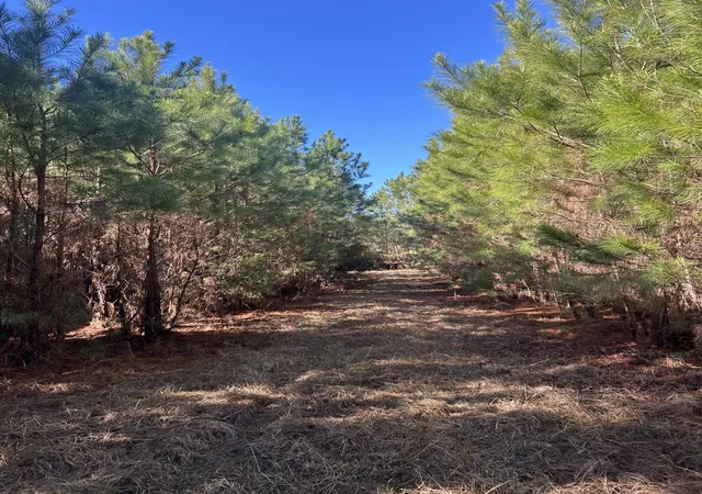 Photo 3 of Land for sale at 0 Seaboard Rd, Andrews, SC 29510 | MLS# 26025564 | Listing updated on 2026-09-11
