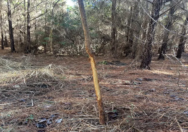 Photo 4 of Land for sale at 0 Seaboard Rd, Andrews, SC 29510 | MLS# 26025564 | Listing updated on 2026-09-11