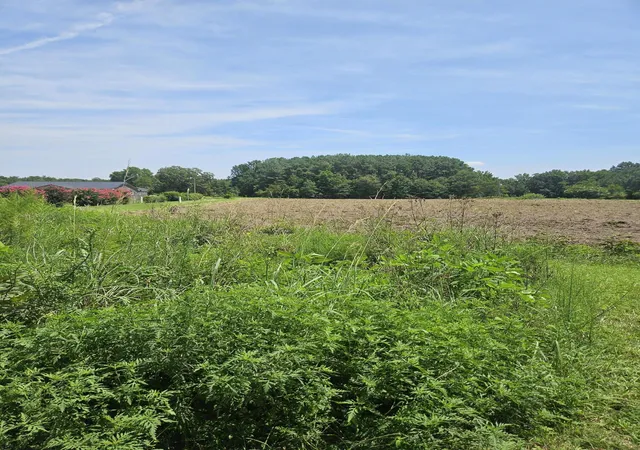 Photo 2 of Land for sale at 0 Wolfman Ln, Saint Stephen, SC 29479 | MLS# 26023318 | Listing updated on 2026-09-11