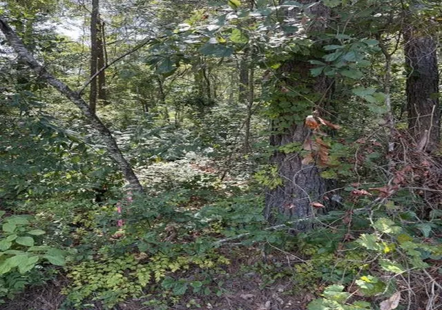 Photo 1 of Land for sale at 0 Alexander Cir, Summerville, SC 29486 | MLS# 26024913 | Listing updated on 2026-09-03
