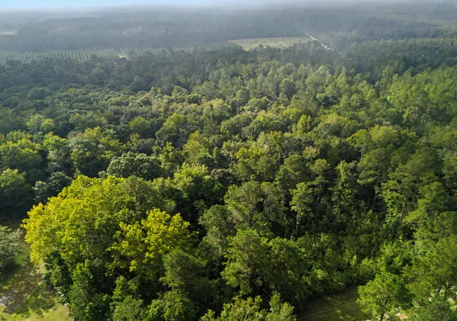 Photo 3 of Land for sale at 0 Tree Farm Rd, Walterboro, SC 29488 | MLS# 26026640 | Listing updated on 2026-09-24