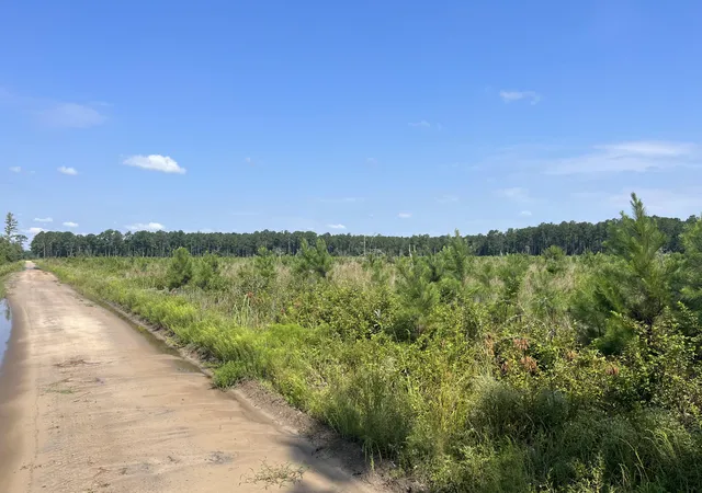 Land for sale at 100 Mahogany Ln, Orangeburg, SC 29115 | MLS# 26027923