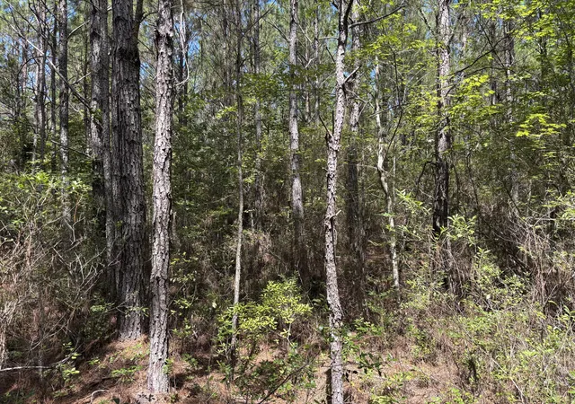 Photo 3 of Land for sale at 10 Red Oak Rd, Cottageville, SC 29435 | MLS# 26025611 | Listing updated on 2026-09-11