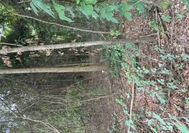 Photo 2 of Land for sale at Lot3 (tbd) Old School House Rd(pt Of 170 Railroad St) St, Liberty, SC 29657 | MLS# 20304783 | Listing updated on 2026-10-14
