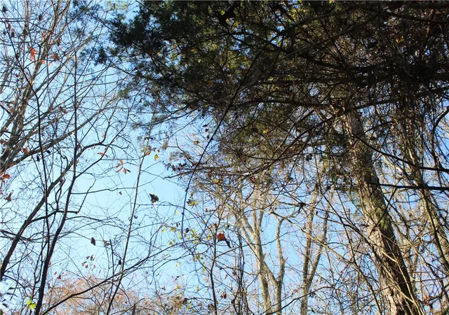 Photo 3 of Sale Pending at 001 04740 000 Mc 5045, Yellville, AR 72687 | MLS# 1329333 | Listing updated on 2026-09-14