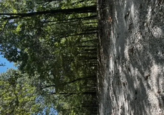 Photo 1 of Land for sale at Cr 1520 & Tbd Amble, Eureka Springs, AR 72632 | MLS# 1361298 | Listing updated on 2026-09-06
