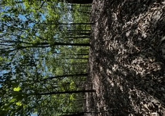 Photo 3 of Land for sale at Cr 1520 & Tbd Amble, Eureka Springs, AR 72632 | MLS# 1361298 | Listing updated on 2026-09-06