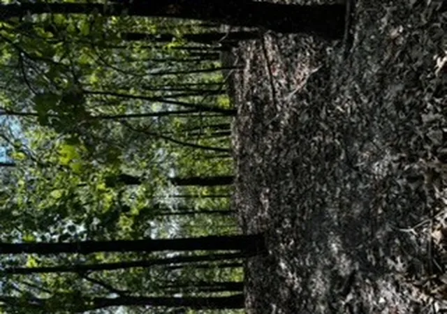 Photo 3 of Land for sale at Cr 1520 & Tbd Amble, Eureka Springs, AR 72632 | MLS# 1361298 | Listing updated on 2026-09-06