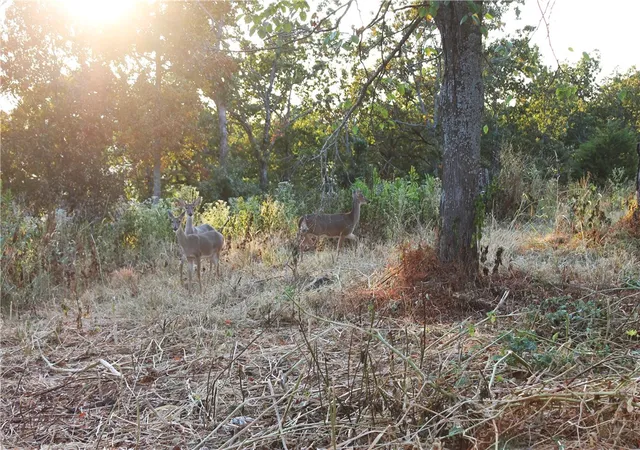 Photo 3 of Land for sale at 1667 Madison 6345, Wesley, AR 72773 | MLS# 1361494 | Listing updated on 2026-09-12