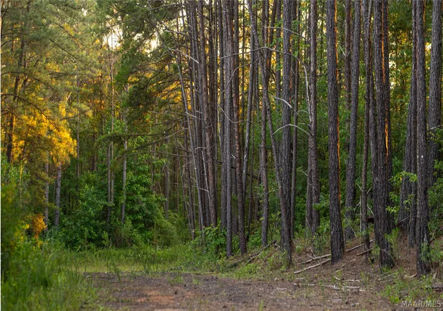 Photo 4 of Land for sale at 0 Milldale Rd, Brookwood, AL 35444 | MLS# 587560 | Listing updated on 2026-09-05