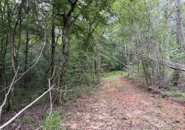 Photo 4 of Land for sale at 0 County Road 199, Troy, AL 36081 | MLS# 589906 | Listing updated on 2026-09-05