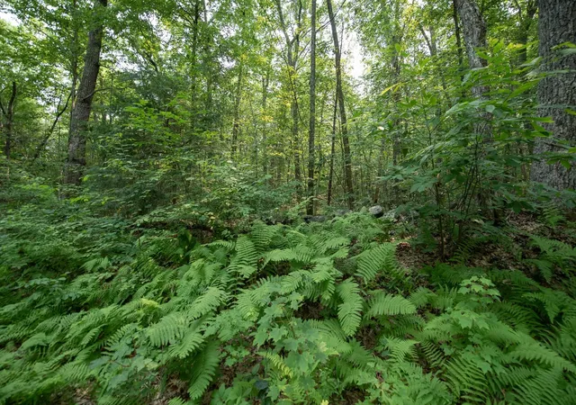 Photo 3 of Land for sale at 0 Shaw Rd, Petersham, MA 01366 | MLS# 73576047 | Listing updated on 2026-09-15